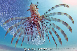 Hunting lionfish by Alex Tattersall 